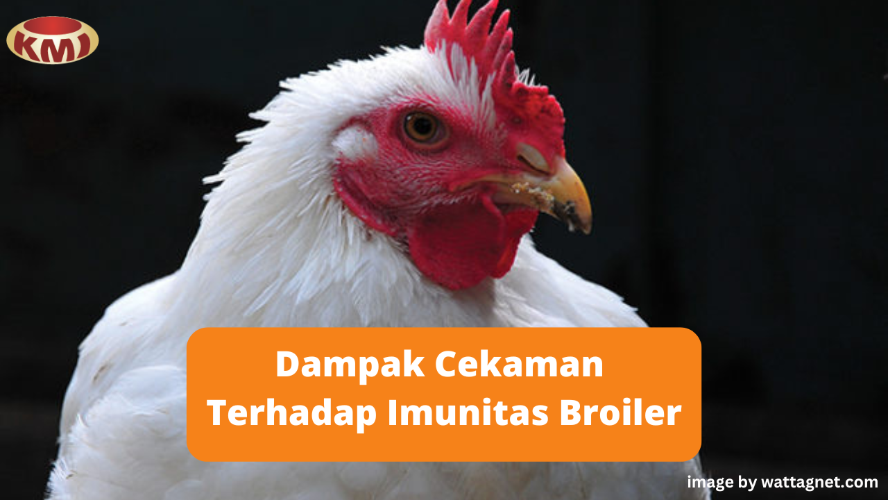 Efek Negatif Cekaman Panas Terhadap Imunitas Broiler